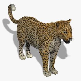 Leopard (FUR)
